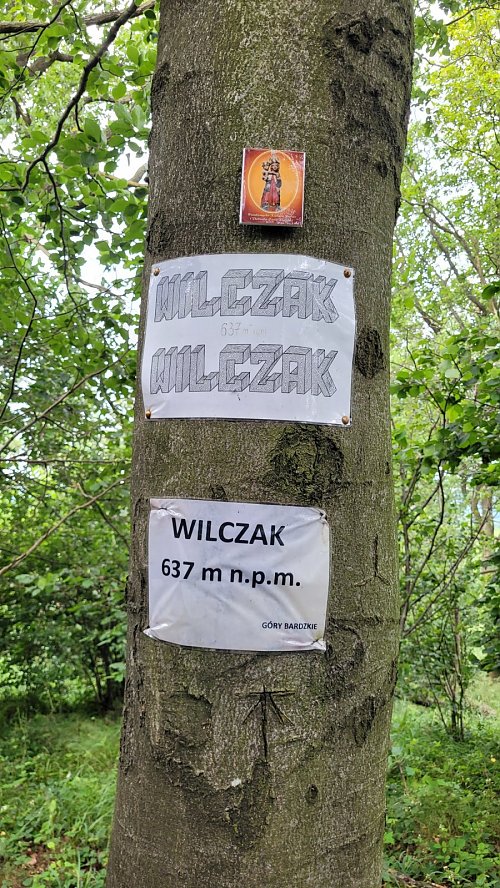 Wilczak