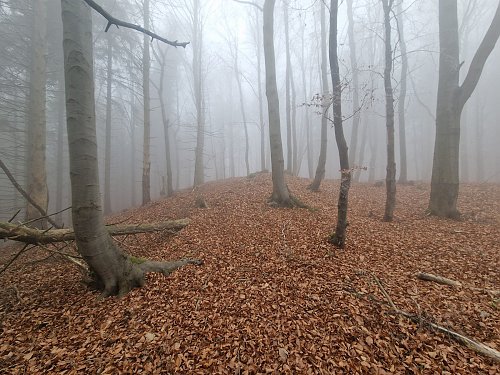 Bukovec V, autor: Rastislav Biarinec