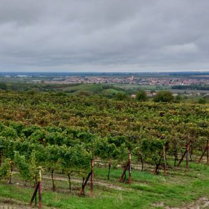 NS Mezi vinicemi ve Velkých Bílovicích