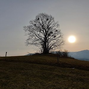 Pomáháme pohybem aneb Strava pro puštíka