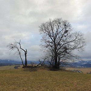 Pomáháme pohybem aneb Strava pro puštíka