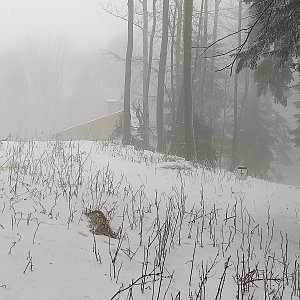 filipka na vrcholu Stolečný vrch - Z vrchol (19.12.2021 12:53)