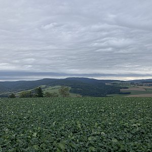 Mertelici na tripu na vrcholu Faltusův kopec (7.10.2023 15:32)