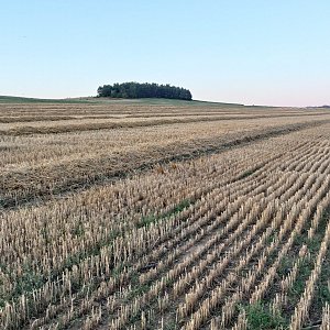 Mykas na vrcholu Zaječí vrch (29.7.2024 20:56)