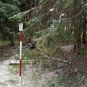 Bodik na vrcholu Černá stráň (28.11.2020 12:00)