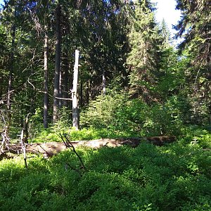 RŠind na vrcholu Malý Polom (5.6.2019 8:37)