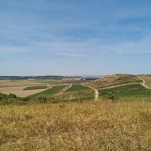 Šárka na vrcholu Rochusberg (23.8.2024 11:45)