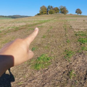 Mykas na vrcholu U Bílého kamene (28.10.2024 14:12)