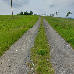 Mykas na vrcholu Šibeničník (8.6.2024 18:23)