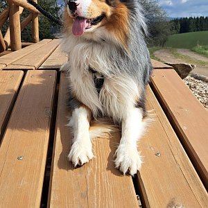 Mertelici na tripu na vrcholu Potocký kopec (17.3.2024 11:34)