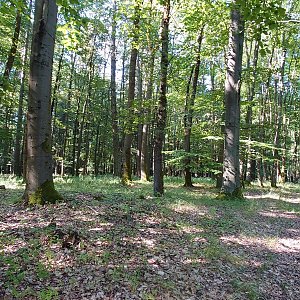 Nojby na vrcholu Nad Stěnskou (25.7.2022 9:33)