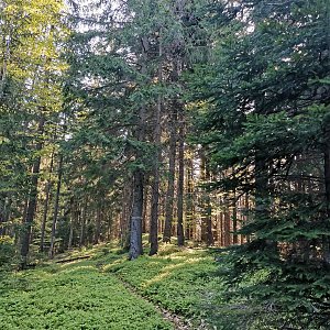 Šárka na vrcholu Javořina JZ (30.4.2024 8:31)