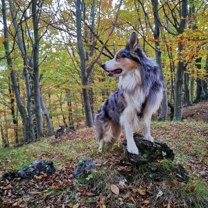 Jiří Králík na vrcholu Rakytník (20.10.2024 16:37)