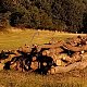 Jiřina na vrcholu Stráň (31.7.2024 19:58)