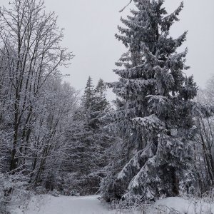 Ila na vrcholu Loučka - JV vrchol (14.12.2024 14:59)