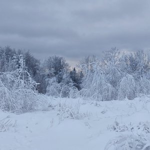 Ila na vrcholu Loučka - JV vrchol (15.12.2024)