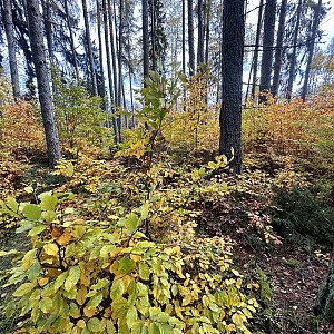 TP na vrcholu Dolní obora (6.11.2023 14:14)