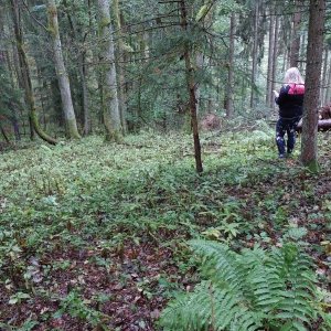 Mykas na vrcholu Srnčí hřbet (26.9.2024 14:19)