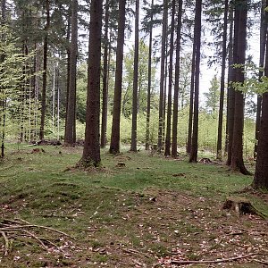 Nojby na vrcholu Stará obora (13.5.2023 16:52)