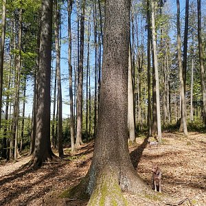 Šárka na vrcholu Sviňarka S (30.4.2024 10:50)