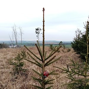 Jiřina na vrcholu Přední kopec (7.4.2023 18:16)