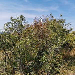 Šárka na vrcholu Dunajovický kopec (23.8.2024 13:05)