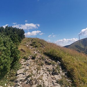 Šárka na vrcholu Poludňový grúň V (11.8.2024 10:41)