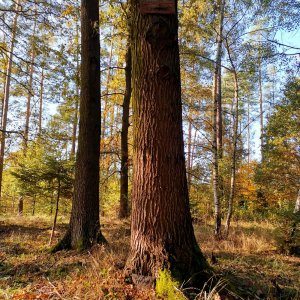 Šárka na vrcholu Zdeňkův kopec (14.10.2024 15:12)