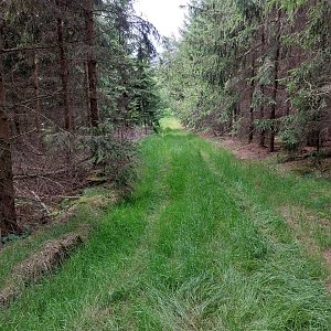 Mykas na vrcholu Na Souši (13.6.2024 15:15)