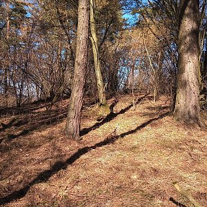 VěrkaN na vrcholu Nad Kalištěm (4.3.2023 12:00)