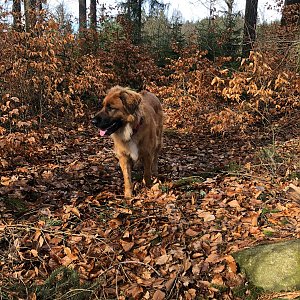 Anežka Boříková na vrcholu Nad Dubíkem (25.2.2024 14:43)