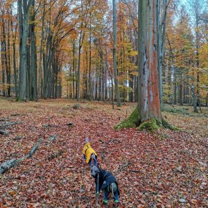 Šárka na vrcholu Doubrava (29.10.2024 13:06)