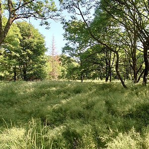 Nojby na vrcholu Prokopy - J vrchol I (26.6.2023 8:39)