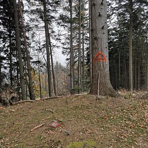 Šárka na vrcholu Na Stašku (16.11.2022 11:41)