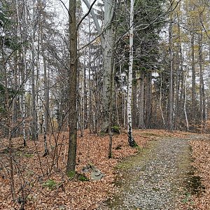 Šárka na vrcholu Vlčina (16.11.2022 11:17)