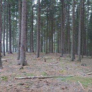 Nojby na vrcholu Nad Plavnem (28.4.2023 9:24)