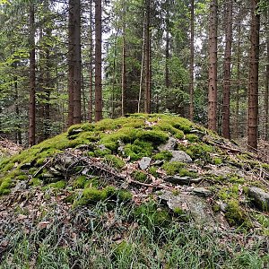 Šárka na vrcholu Sklenský vrch - V vrchol (9.7.2024 11:46)