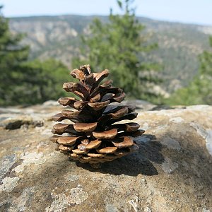 Troodos - Persephone trail