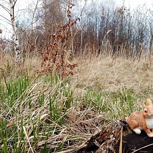 Jiřina na vrcholu Holý vrch (18.4.2022 11:20)