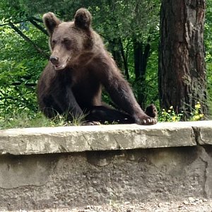 Albina (pohoří Fagaraš)