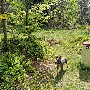 Šárka na vrcholu Bobek (4.5.2024 14:09)