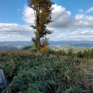 Mykas na vrcholu Javorník pod Černíkovem (12.10.2024 15:24)