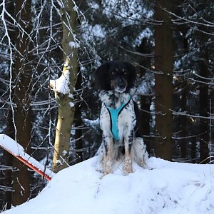 Čaky na vrcholu Bukovina (27.12.2020 12:15)