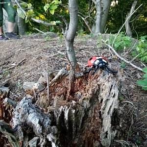 Jiřina na vrcholu Prostřední hora (27.6.2022 20:05)