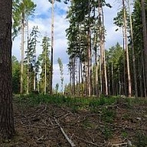 Gregořicovi na vrcholu Hofbauernberg (14.8.2023 8:34)