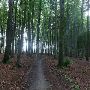 Mykas na vrcholu Kubíkův vrch (25.5.2024 9:22)