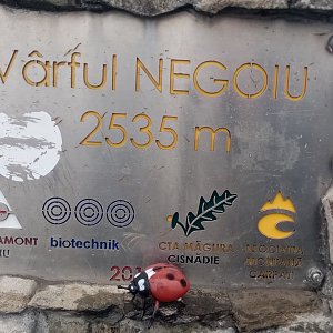 Jiřina na vrcholu Negoiu (9.8.2024 15:08)