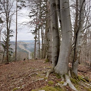 Nojby na vrcholu Bukovina (13.3.2024 11:30)