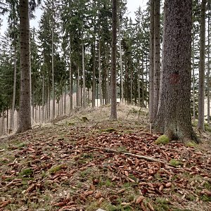 Nojby na vrcholu V Zákoutí (13.3.2024 10:00)