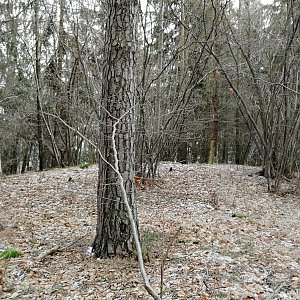 Vladimír Grančay na vrcholu Nad Bořanovicemi - JZ vrchol (21.1.2024 13:23)